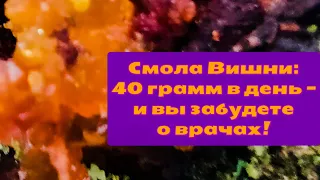 Смола Вишни (Камедь): свойства и польза для организма!