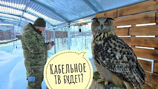 Artyom conducted electricity for the owls Kofi and Yoll, and they already had Internet