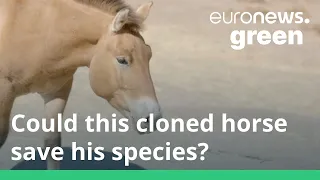 Przewalski's horse: Could cloning save this endangered species from extinction?