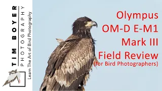 Olympus OM-D E-M1 Mark III Field Review For Bird Photographers