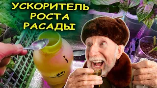 Что творит это средство с РАССАДОЙ, это надо видеть! Поднимет даже чахлую рассаду! Ускоритель роста!