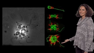 Nicole King (UC Berkeley, HHMI) 2: Choanoflagellate colonies, bacterial signals and animal origins