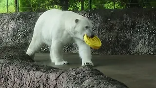 ポロロ（とくしま動物園）２４６１おちりタイムからのおもちゃくわえて、こちらに来ました