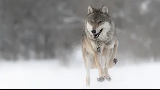 Дорога жизни...( читает автор Инна Разумовская )