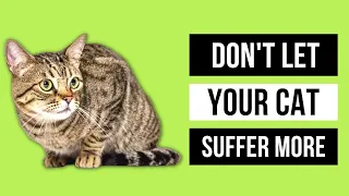 Cat Urinary Tract Infection Home Remedies - Don't Let Your Cat Suffer