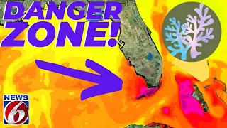 Record Hot Ocean Temperatures Threatening Florida Coral (El Nino & Climate Change July 2023)