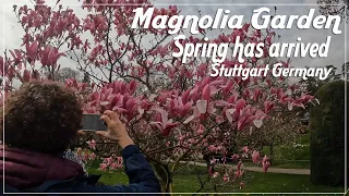 The largest Magnolia garden in Germany