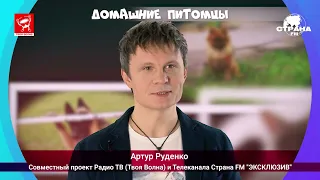 Артур Руденко «Домашние питомцы»