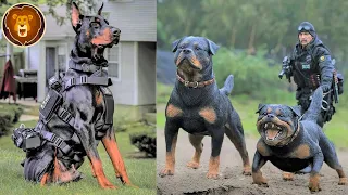 13 Meilleures Races de Chiens Militaires et Policiers au Monde