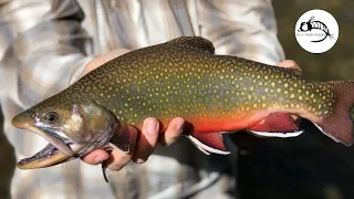 Patagonia Fly Fishing for Brook Trout - ARGENTINA
