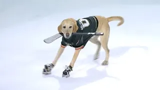 NHL Animal Moments