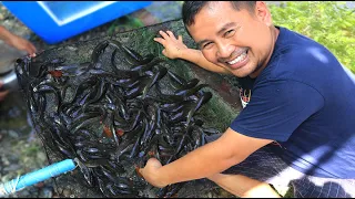 Amazing Catfish farming in Cement Tank -Breeding African Catfish in a deep water tanks!