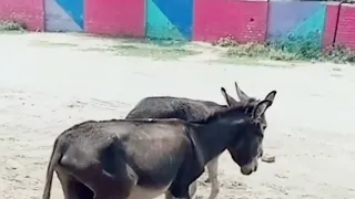 Super Murrah Donkey and Horse Meeting | Mule Donkey meeting with mare