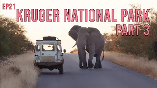 Kruger National Park: Part 3 - Tamboti, Lower Sabie and Crocodile Bridge (EP21)