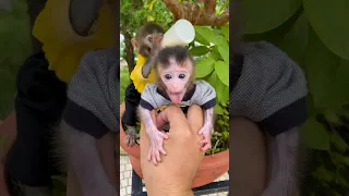 #monkey #babymonkey #cute #trendingshorts #funny #viral #animals #smart #baby #cutebaby #shorts