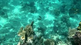 Underwater Red Sea Egypt Sharm El Sheikh part2