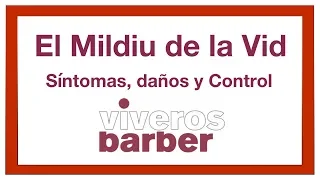 Mildiu de la vid * Síntomas, daños y Control. ✅