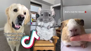 The MOST CUTE Animals From TIKTOK...