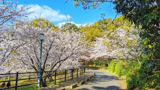 Live Cherry Blossom 🌸 Walk In Nishi Park, Fukuoka - Japan Sakura 2021 福岡西公園桜散歩