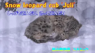 しっぽで遊んだり、滑って遊んだり（旭山動物園　ユキヒョウのユーリ）~ Snow leopard cub "Juli" ~