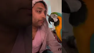 Learning to speak parrot