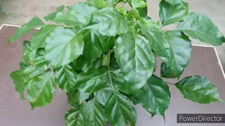 China doll Plant / Redermachera Best indoor plant. How to griow & Care