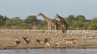 ETOSHA Nationalpark 2024 - Erster Tag_Deutsch