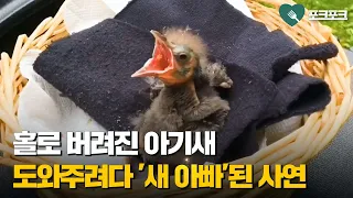 홀로 버려진 아기 찌르레기 도와주다가 새아빠 된 남자