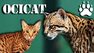 OCICAT - The domestic cat version of the Ocelot