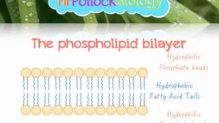 The Fluid Mosaic Model of the Cell Membrane