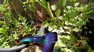 My mini backyard fish farm | Ornamental Fish