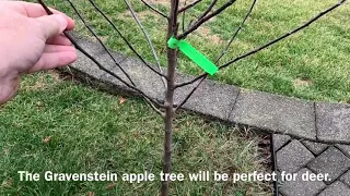 Planting a Gravenstein Apple Tree