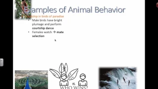 Ethology (Part Two) (IB Biology)