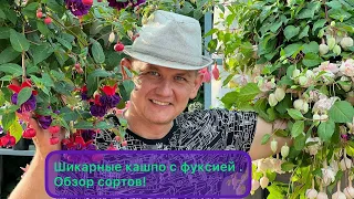 Фуксия. Огромные кашпо с фуксией. Обзор наших сортов Фуксии.