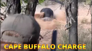 Cape Buffalo Hunt @ FULL CHARGE