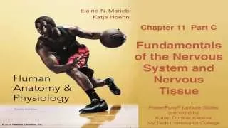 Anatomy & Physiology Chapter 11 Part C: Nervous System and Nervous Tissue