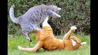 Супер драка котов. //Super Cat Fight