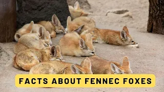 Various Facts about fennec foxes #fennecfox