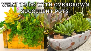 What to do when succulents in arrangements overgrow their pot