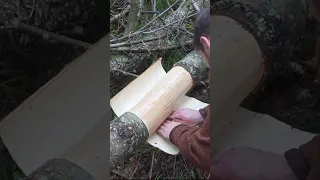 Bushcraft Skill Using Pine Bark! #bushcraft #survival