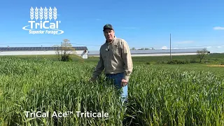 TriCal Ace™ Triticale