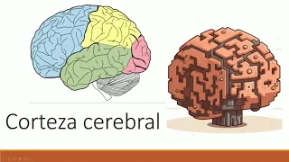 Neuroanatomía y fisiología de la corteza cerebral