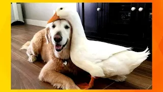 Cachorro Golden Retriever ⭐Os Momentos mais engraçados