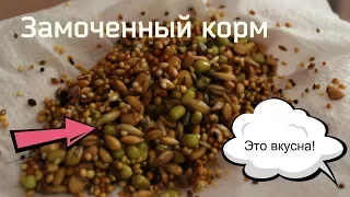 ЗАМОЧЕННЫЙ КОРМ ДЛЯ ПОПУГАЕВ | ПРАВИЛЬНОЕ ПИТАНИЕ! | PetMania