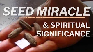 ╫ The 2000 Year Old Miracle Seed From Israel That Grew