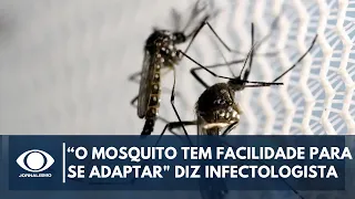 "Tem facilidade para se adaptar", diz Ex-secretário de Saúde sobre o mosquito da dengue |Canal Livre