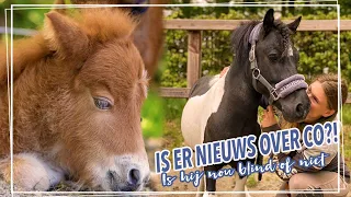 IS CO BLIND?! + met 6 PAARDEN naar de DIERENARTS! || Paardzoektbaas