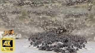 4K African Animals:The World's Greatest Migration from Tanzania to Kenya With Real Sounds in African