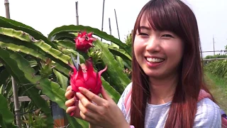 Dragon fruit   Beyond Sweet  Taiwan Leisure Farms Development Association  Full HD 5 Minutes