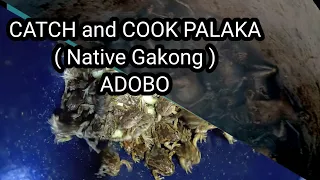 Catch and Cook adobong Palaka (native Gakong)